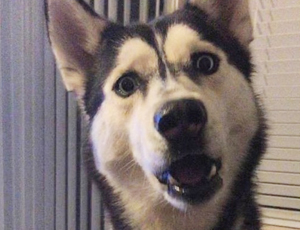 放心购买的手机版ddos攻击器